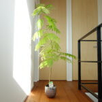 涼しげな観葉植物、エバーフレッシュ。