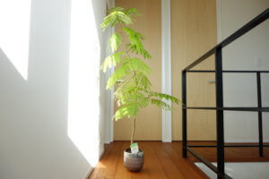 涼しげな観葉植物、エバーフレッシュ。