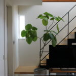 我が家の大型観葉植物、ウンベラータ。育て方も紹介します。