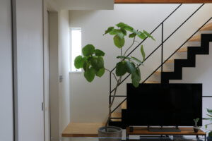 我が家の大型観葉植物、ウンベラータ。育て方も紹介します。