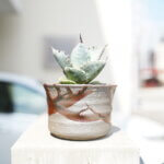 アガベ・チタノタを購入。さっそくTOKY(トーキー)で買った鉢に植替えました。