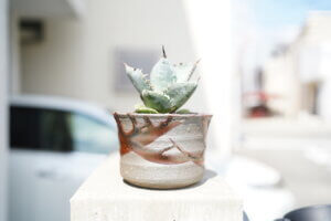 アガベ・チタノタを購入。さっそくTOKY(トーキー)で買った鉢に植替えました。