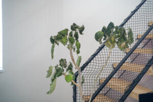 ウンベラータが冬の寒さで枯れました。復活までの道のりVol1