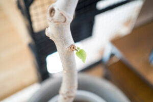 ウンベラータが冬の寒さで枯れました。復活までの道のりVol2