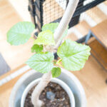 ウンベラータが冬の寒さで枯れました。復活までの道のりVol3。