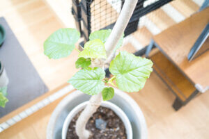 ウンベラータが冬の寒さで枯れました。復活までの道のりVol3。